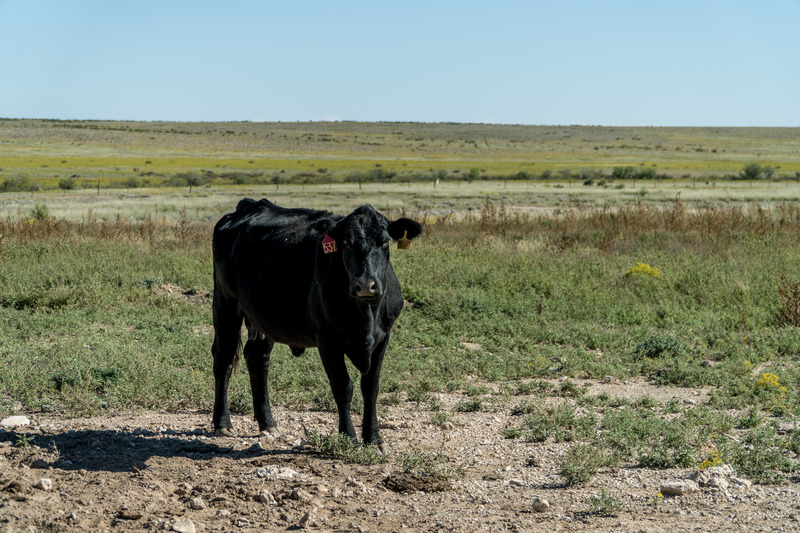 Great Southwest Ranch