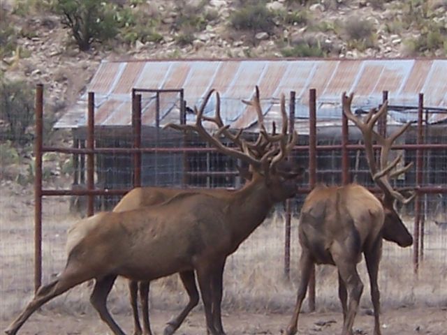 Great SW Ranch Elk