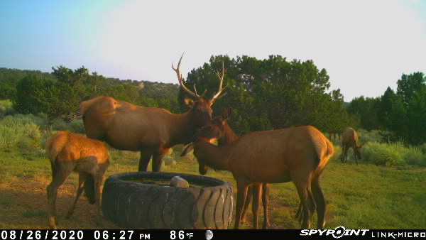 Rough Mountain Hunting Ranch