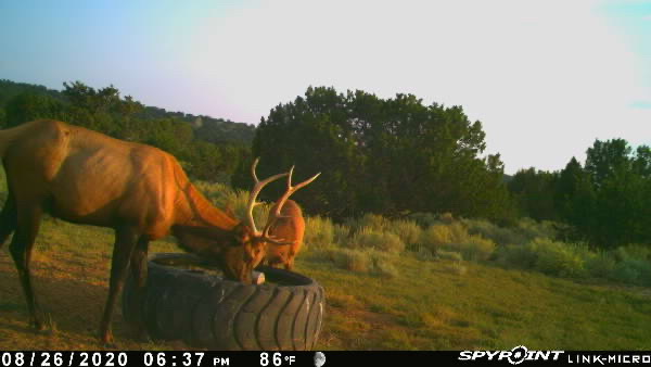 Rough Mountain Hunting Ranch