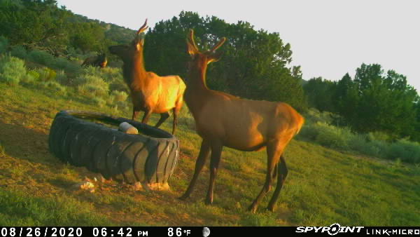 Rough Mountain Hunting Ranch