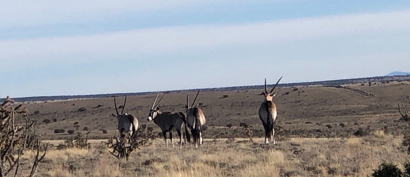 Rough Mountain Hunting Ranch