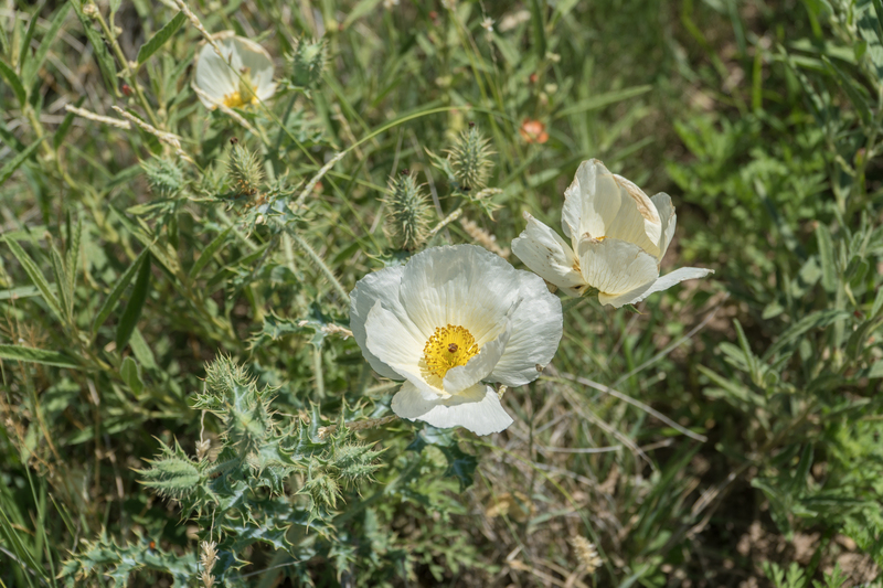 Squaw Canyon Ranch