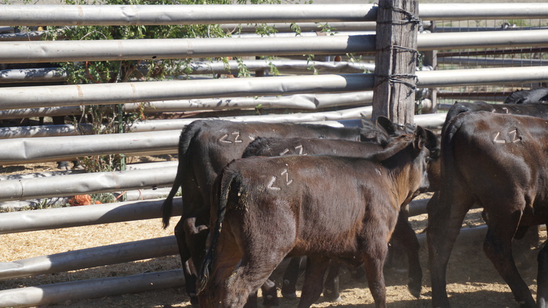 Horse Canyon Ranch