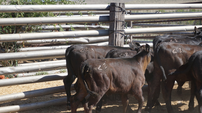 Horse Canyon Ranch