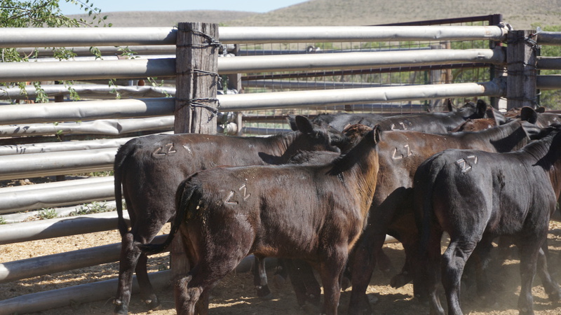 Horse Canyon Ranch