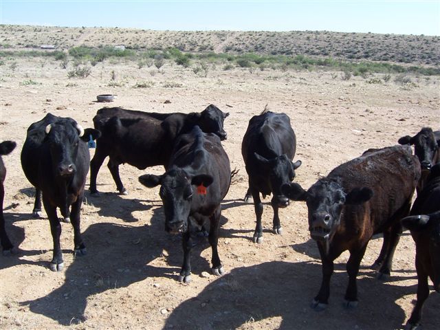 Horse Canyon Ranch