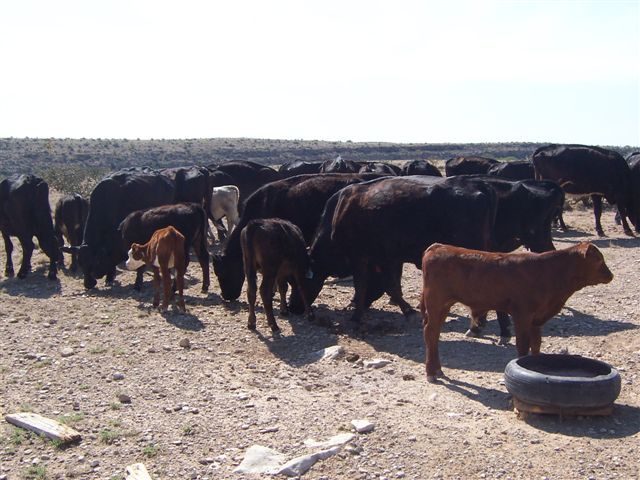 Horse Canyon Ranch