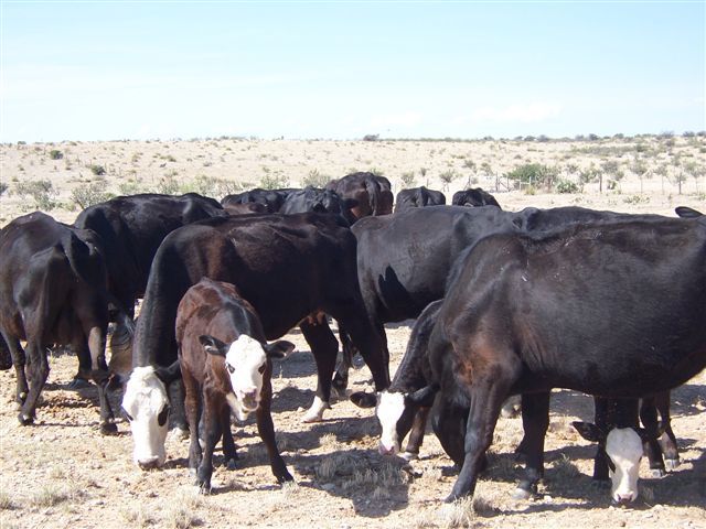 Horse Canyon Ranch