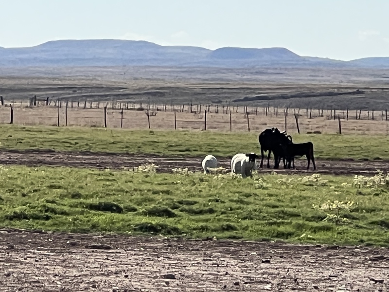 Blue Bell Farm