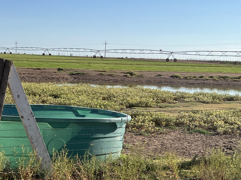 Blue Bell Farm