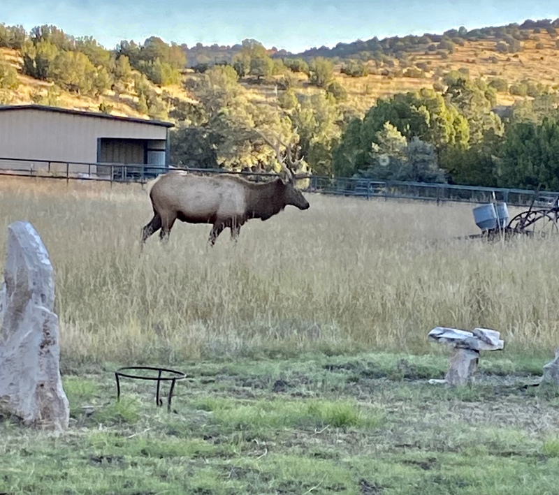 Carneros Ranch