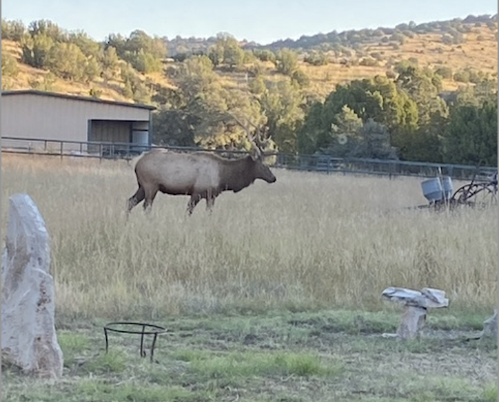 Carneros Ranch