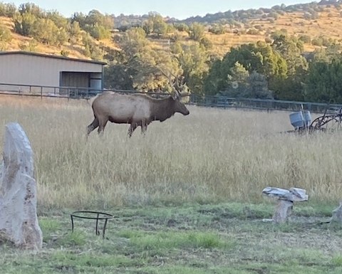 Carneros Ranch