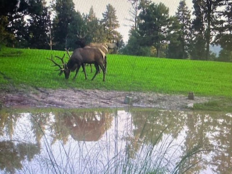 Elk Springs Ranch