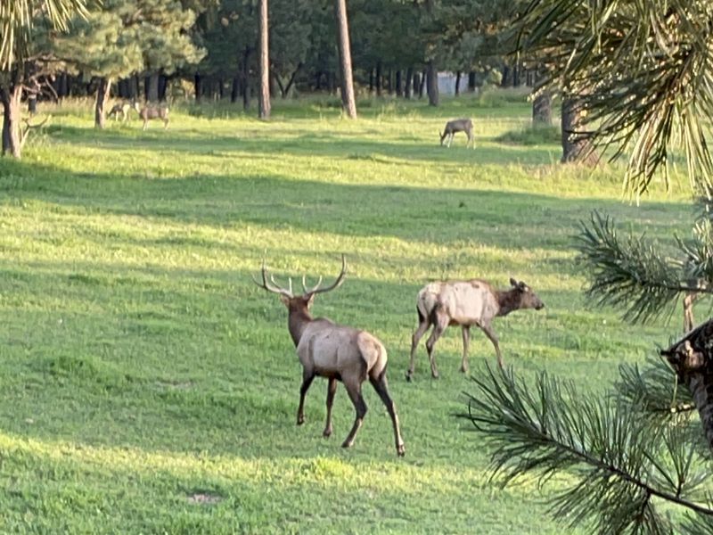 Elk Springs Ranch