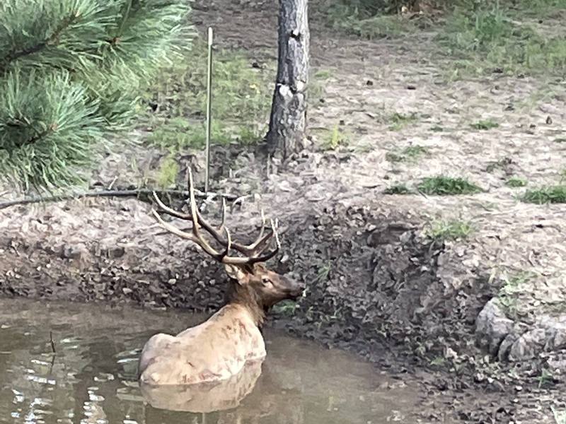 Elk Springs Ranch