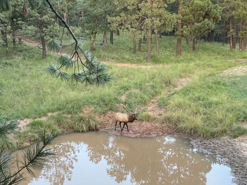 Elk Springs Ranch