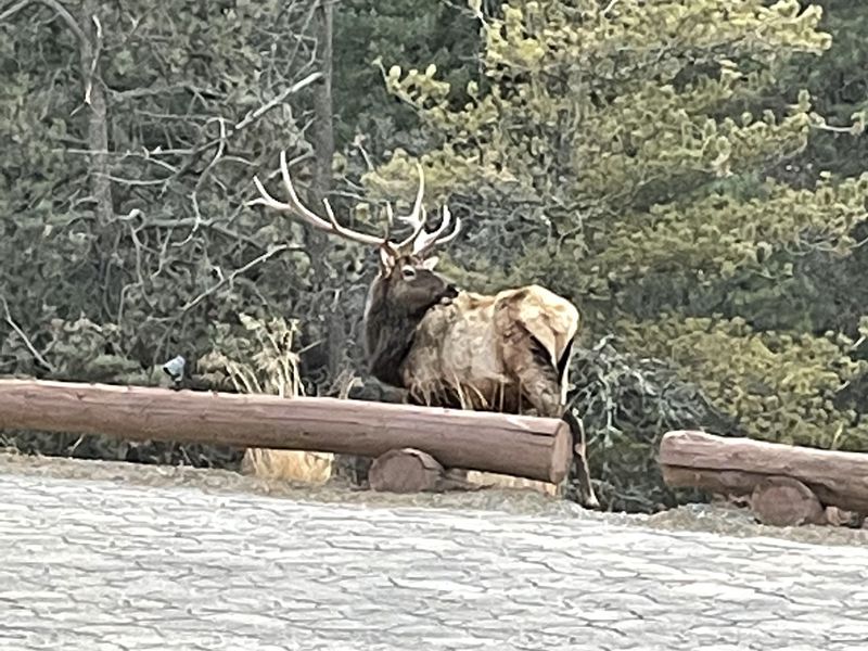 Elk Springs Ranch