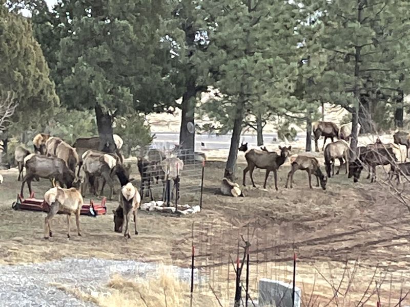 Elk Springs Ranch