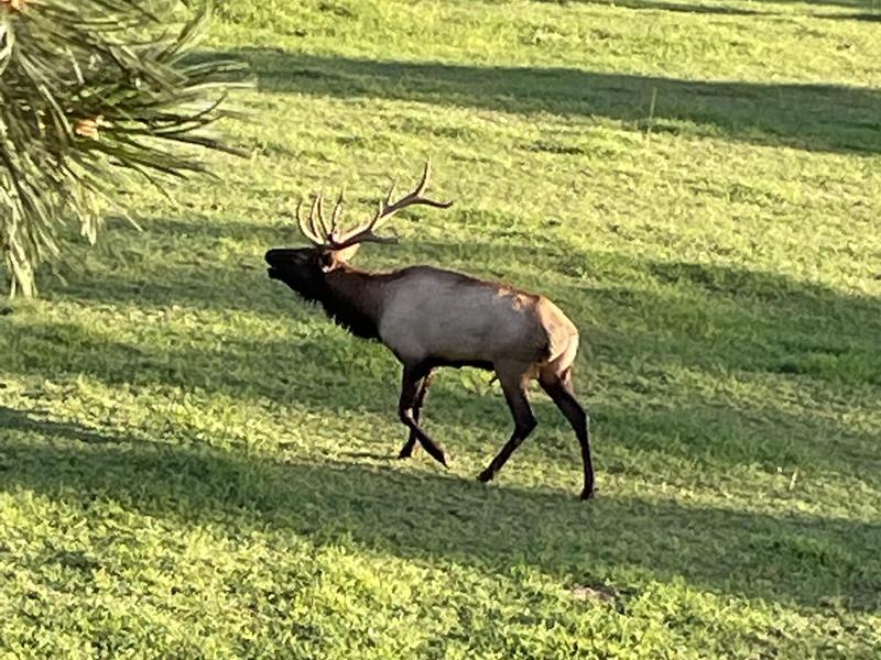 Elk Springs Ranch