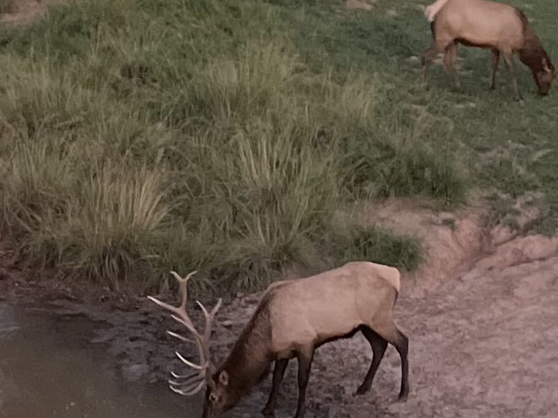 Elk Springs Ranch