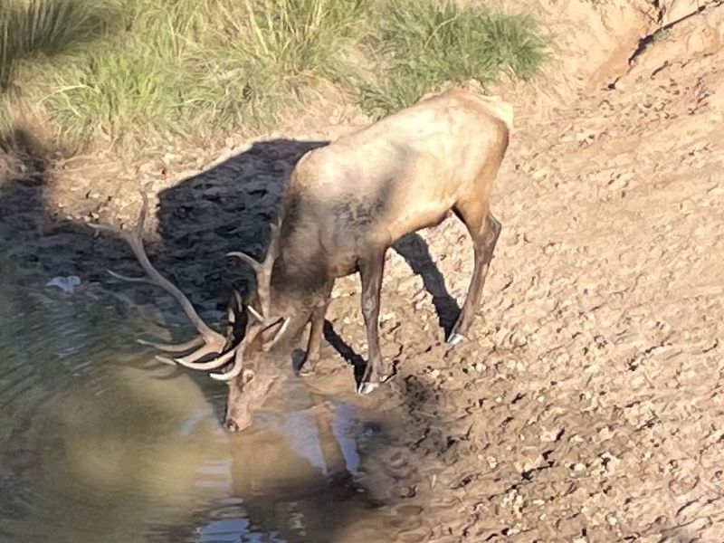 Elk Springs Ranch