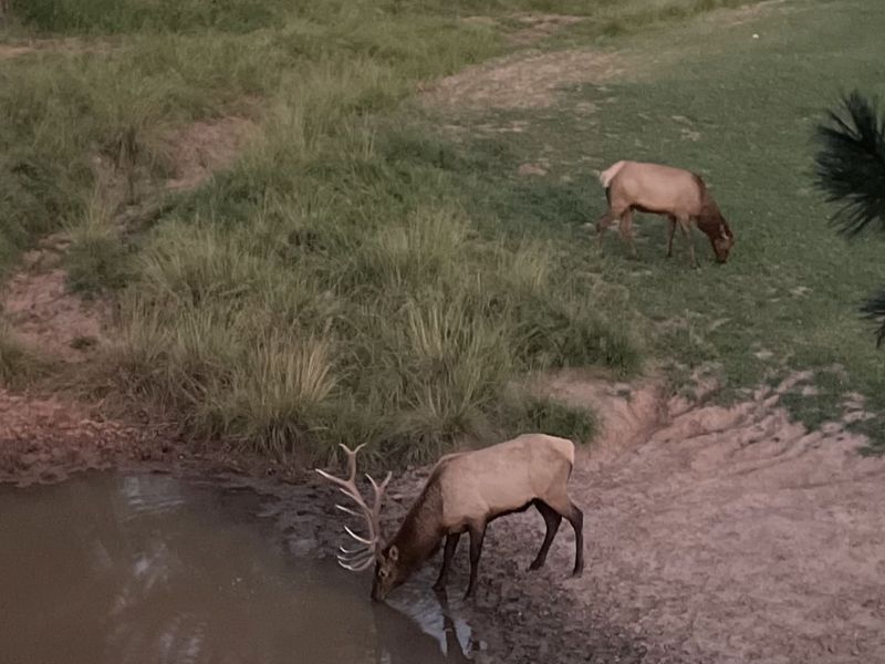 Elk Springs Ranch