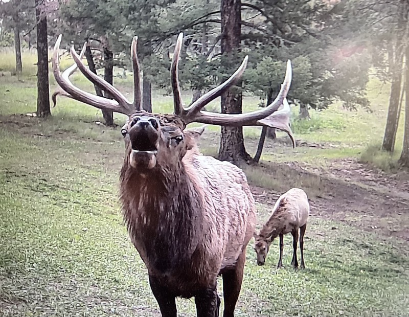 Elk Springs Ranch