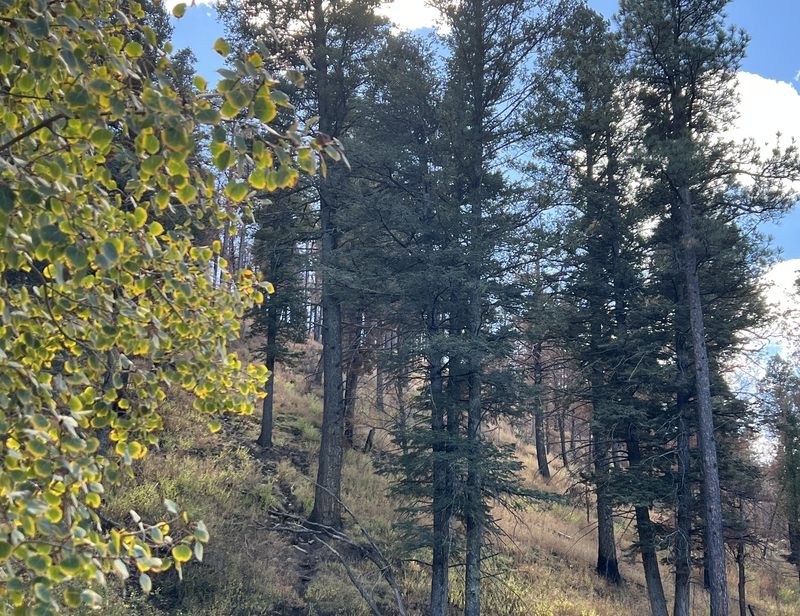 Ski Run Road