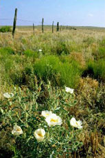 Chaparral Ranch