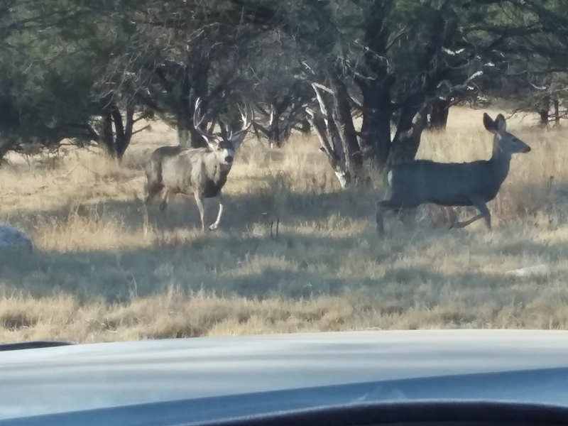WAPITI RANCH