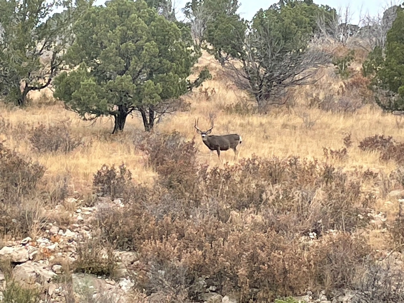 WAPITI RANCH