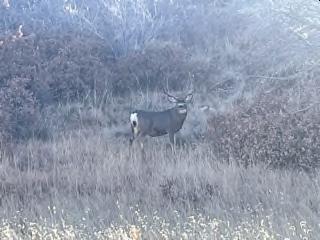 WAPITI RANCH