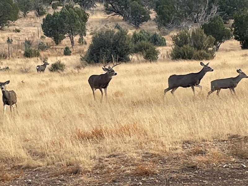 WAPITI RANCH
