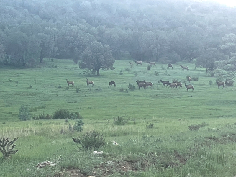 WAPITI RANCH