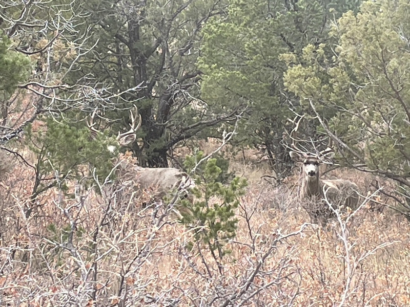 WAPITI RANCH