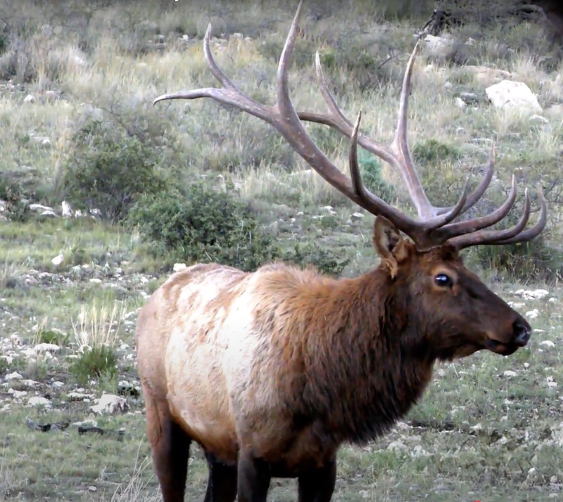 WAPITI RANCH