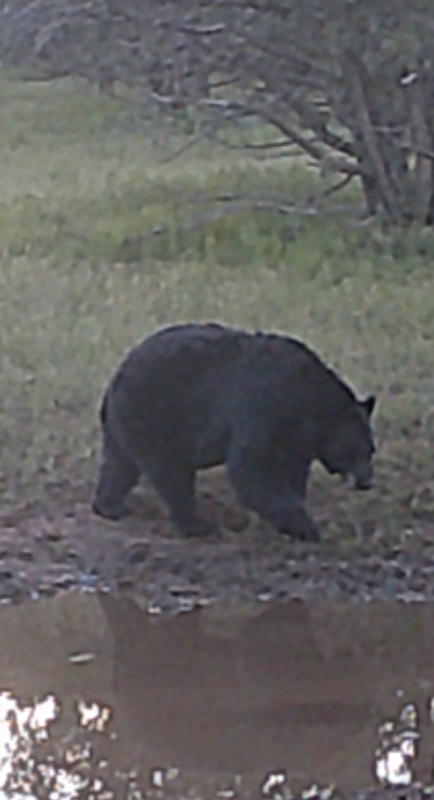 WAPITI RANCH