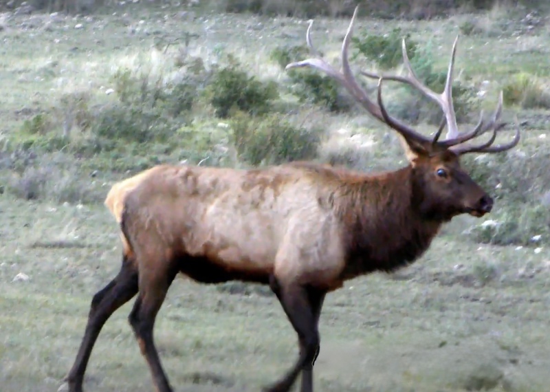 WAPITI RANCH