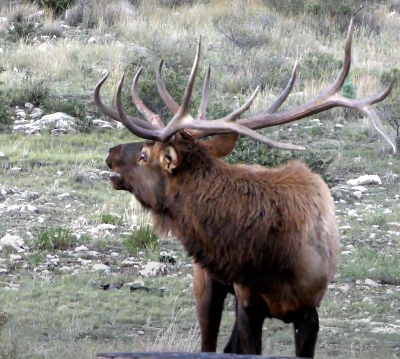 WAPITI RANCH