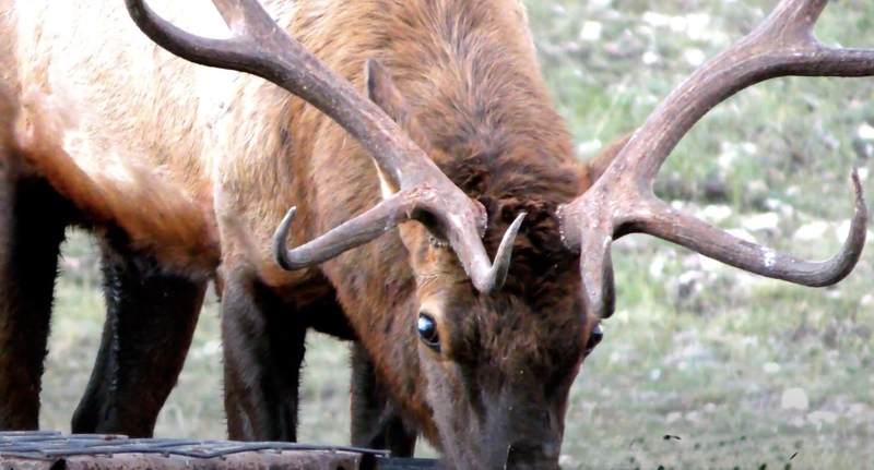 WAPITI RANCH