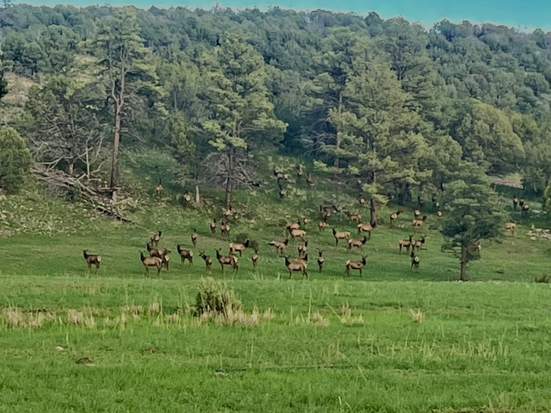 WAPITI RANCH