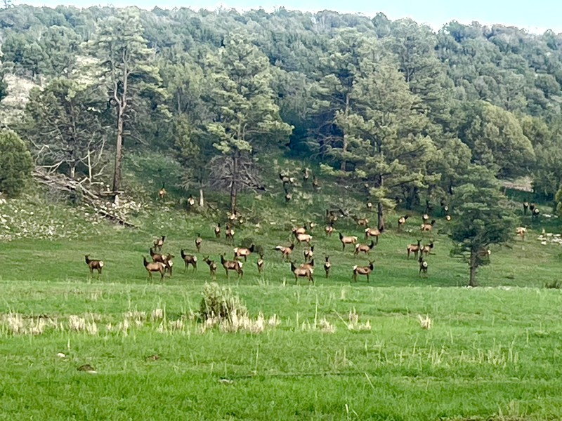 WAPITI RANCH