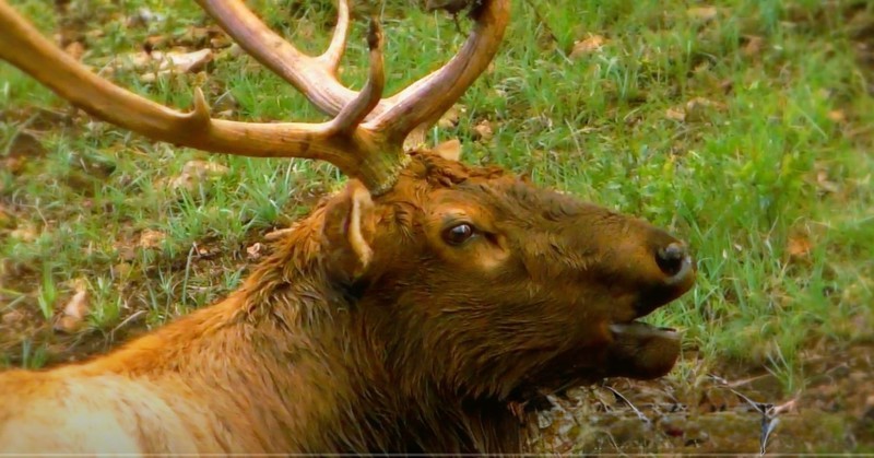 WAPITI RANCH