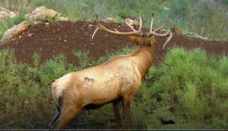 WAPITI RANCH