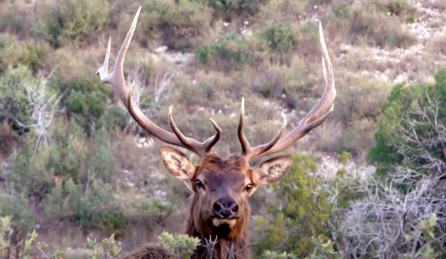 WAPITI RANCH