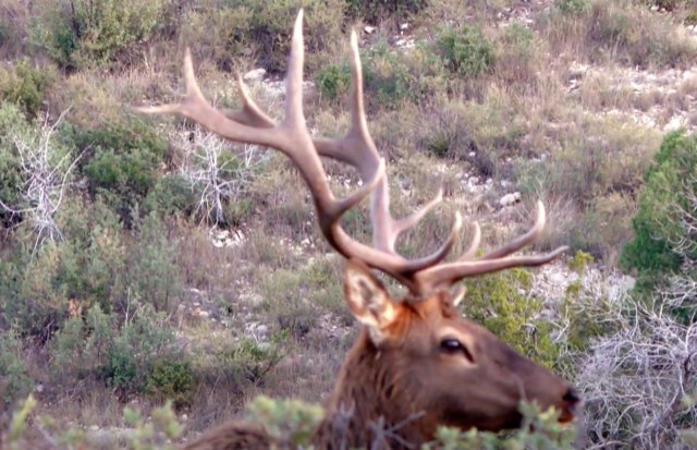 WAPITI RANCH