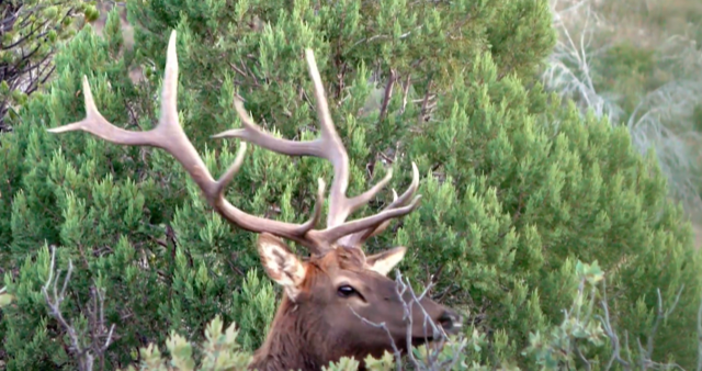 WAPITI RANCH