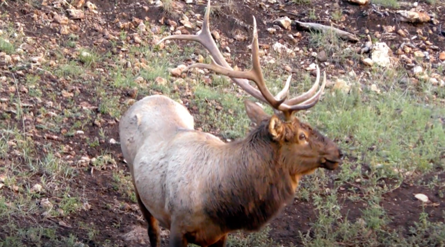 WAPITI RANCH